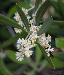 olive flowering pollination and fruit set factors the