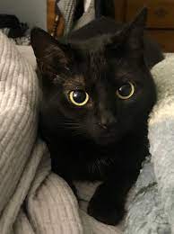 This Cat S Face Is The Most Adorable Thing Blackcat Cats Catsofpinterest Cutecats Cuteanimals Cute Black Cats Cute Cats Cats