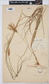 Image result for Chloris mossambicensis