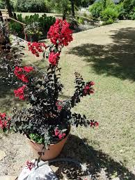 Lots of crape myrtles plants to choose from. Ebony Flame Red Matures 5 10 Crape Myrtle Guy