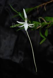 Image result for Jumellea walleri