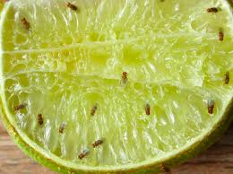 Comment Prevenir L Apparition Des Mouches A Fruits Protegez Vous Ca