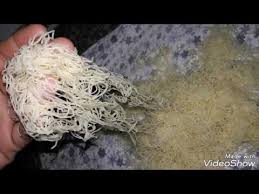طريقة تحضير عجينة الكنافة في المنزل شعر الكنافة بمكونات بسيطة Youtube Coconut Flakes Spices Flakes