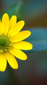 Download and share awesome cool background hd mobile phone wallpapers. 31 Iphone Wallpaper Nature Flowers Ryan Wallpaper