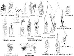 Image result for Orthoclada africana