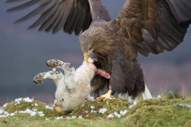 Dorset MP says police should not prioritise sea eagle death probe - Dorset  Live