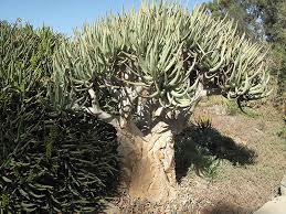 Image result for Aloidendron