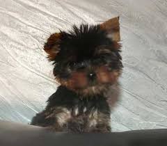 Looking for a new member of the family? Gorgeous Teacup Yorkie Puppies For Sale Dogs Puppies In Nashville Tn Puppy Adoption Cute Teacup Puppies Teacup Yorkie Puppy
