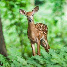 Does hunting prevent these dangers? Deer Quiz Questions And Answers Free Online Printable Quiz Without Registration Download Pdf Multiple Choice Questions Mcq