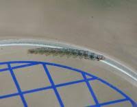 Image result for Altenia scriptella