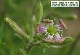 Image result for Silene kiwuensis