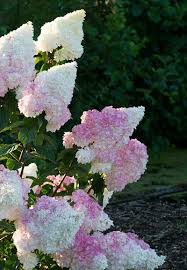 Image result for hydrangea paniculata vanille fraise