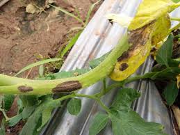 Check spelling or type a new query. 5 Common Tomato Stem Problems How To Fix Them Tomato Bible