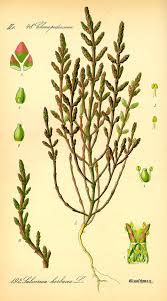 Image result for Sarcocornia decumbens