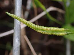 Image result for Ophioglossum reticulatum