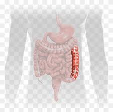 The small intestine (ileum) food is digested in the mouth, stomach and finally in the ileum by amylase, protease and lipase. Ileum Png Images Pngwing