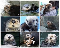 All the sea otters living at the vancouver aquarium were rescued as orphaned pups. Vancouver Aquarium On Twitter Vancouver Aquarium Sea Otter Animals