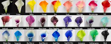 Download Calla Lily Colors Solidaria Garden