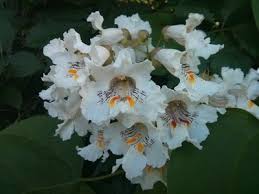 Image result for Catalpa