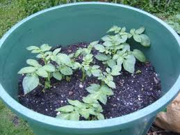 Kartoffelturm Kartoffeln Anbauen Und Pflanzen Auf Balkon Terrasse Kartoffelturm Pflanzen Kartoffeln Anbauen