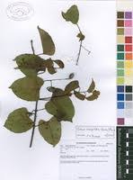 Image result for Cissus integrifolia