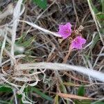 Image result for Commicarpus pedunculosus