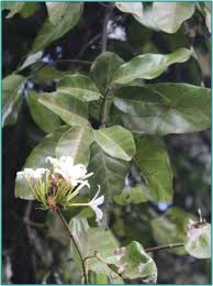 Image result for Ancylobothrys