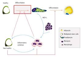 Obesity And Weight Loss Could Alter The Properties Of Adipose Stem Cells