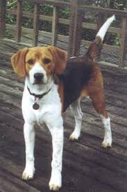 Image result for Harrier dog