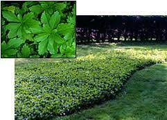 Check spelling or type a new query. Pachysandra Peekskill Nurseries Ground Cover Plants Ground Cover Under Pine Trees Planting Under Pine Trees