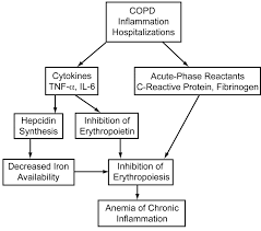 Anemia In Copd A Systematic Review Of The Prevalence