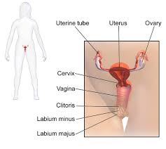 Weibliche geschlechtsorgane klasse 8 frontansicht : Anatomie Und Funktion Des Weiblichen Urogenitalsystems
