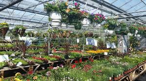 20180527 101018 Large Jpg Picture Of Lymefield Garden Centre Farm Shop Tea Room Hyde Tripadvisor