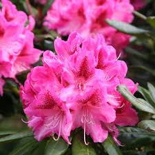 Buy Hybrid Rhododendron Rhododendron Cosmopolitan