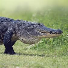 How Much Does Alligator Meat Cost? | Howmuchisit.Org