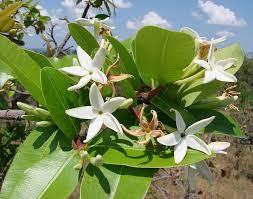 Image result for Cylindropsis parvifolia