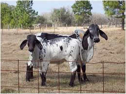 All calfhood vaccinates, cosmetically dehorned, and very gentle. Pin On 4h