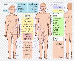 Organs are organised into organ systems. Human Body Introduction To Human Anatomy Homo Sapiens Organ Human Organ English Hand Png Pngegg