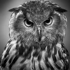 Improve your animal drawings with these simple art tips.learn hoe to. Realistic Animal Drawings Home Facebook