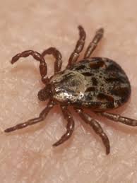 To rid your yard of ticks and fleas you will need to regularly treat the places they live with insecticide. How You Can Repel Disease Carrying Ticks Without Any Chemicals Wgme