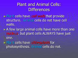Check spelling or type a new query. Comparing Plant And Animal Cells Ppt Download