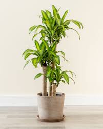 It has also formerly been separated (sometimes with cordyline) into the family dracaenaceae or placed in the ag. Dracaena Fragrans Massangeana Corn Plant Plantvine