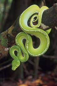 670 Snakesss Ideas Beautiful Snakes Cute Snake Pet Snake