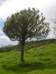 Image result for Streblus