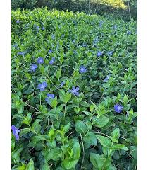 Image result for Vinca major