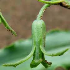 Image result for Dipcadi brevifolium