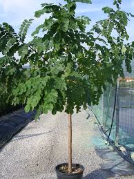 Image result for Robinia hispida