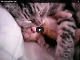 is there anyone who hasn t seen this video before cats kittens kitty lol cute pets funny http sheltercatsandkittens com o kedi hayvanlar videolar