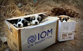 We envision a community that accepts responsibility for animal welfare and fosters a. Local Dog Rescue Faces Challenges In Transporting Iraqi Puppies To Vermont