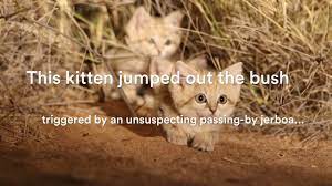 Sand Cat Adaptations To Desert Habitat Videos Cats For Africa